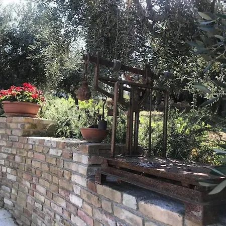 Olivo * Collecorvino