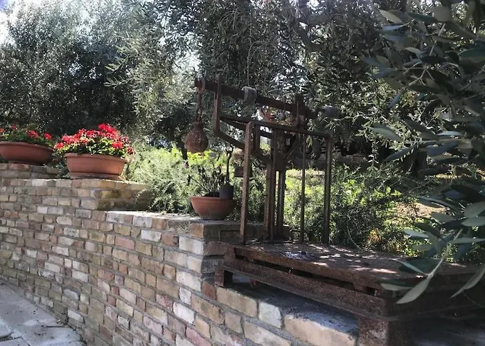 Olivo * Collecorvino